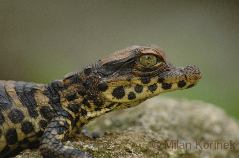 Illustration for article titled Sunday Crocodilian - Osteolaemus tetraspis Edition